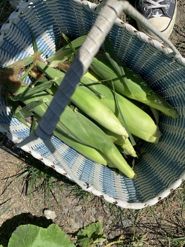 Top view of freshly picked green corn in a basket on a sunny day.